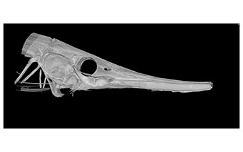 CT scan of grooved razor fish