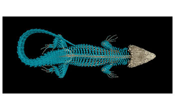 CT scan of a girdled lizard