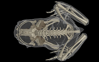 CT scan of Pacific tailed frog
