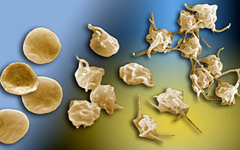 Activated platelets with platelet extensions called filopodia