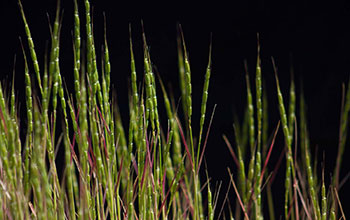 <em>Aegilops tauschii</em>, also known as Tausch's goatgrass and rough-spike hard grass