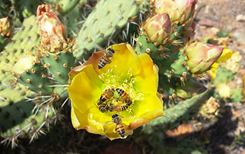 Non-native honeybees crowd a flower
