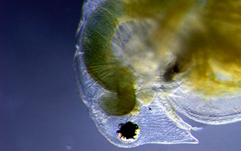 Zooplankton <em>Daphnia pulex</em>