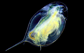 Zooplankton <em>Daphnia pulex</em>