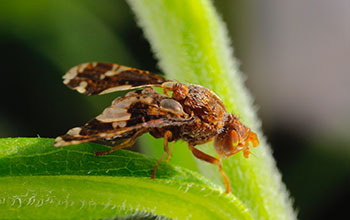 Ggall-inducing fly on goldenrod