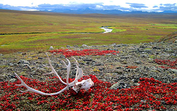 Caribou skull lies in vegetation on the Arctic tundra
