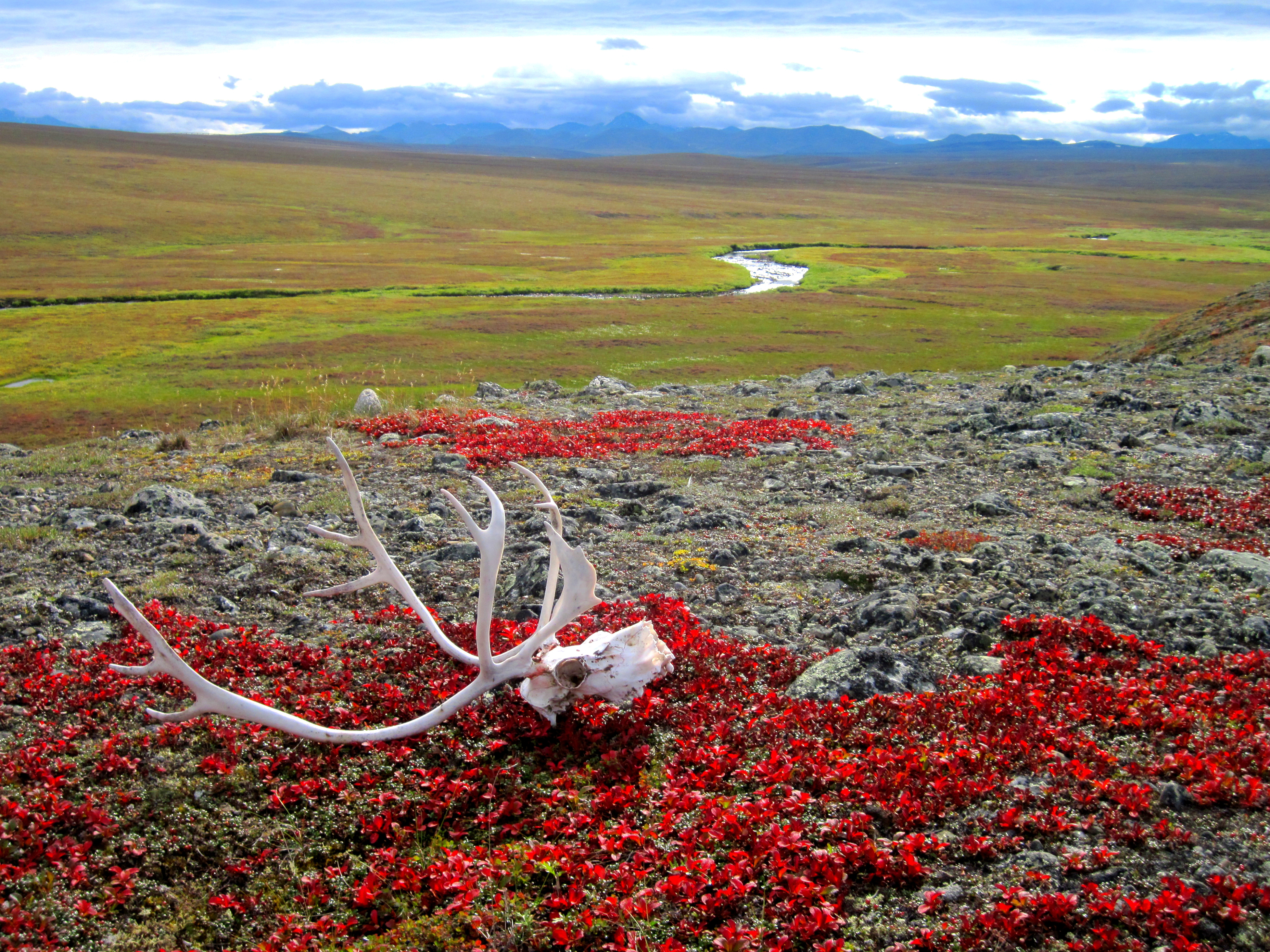 Multimedia Gallery - Shifting tundra vegetation means change for arctic  animals (Image 5) | NSF - National Science Foundation
