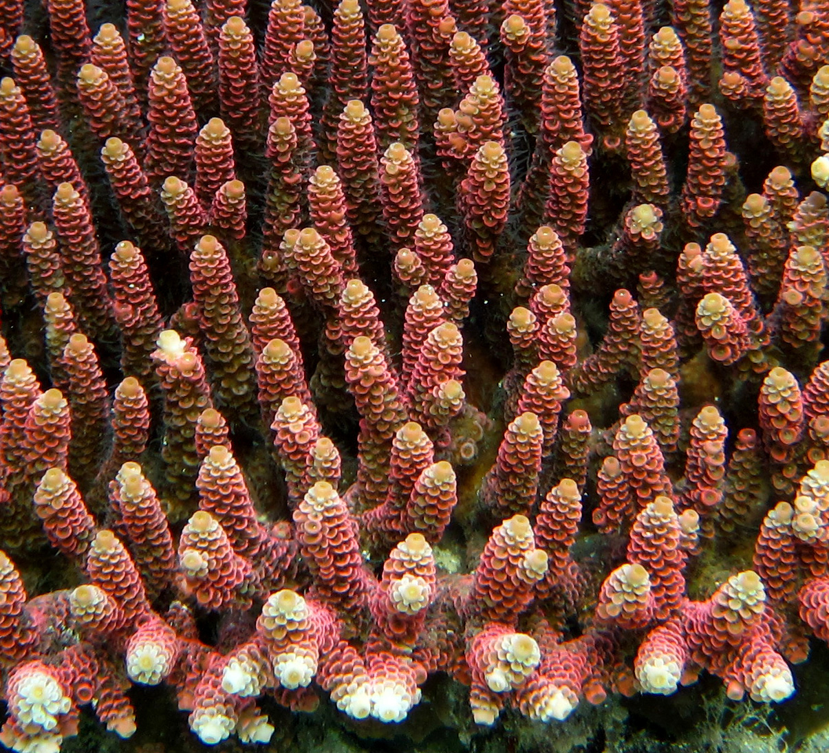 Staghorn Coral Creation - Between The Sheets