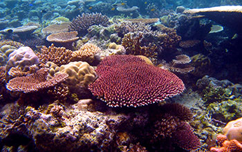 Staghorn coral (A. millepora)