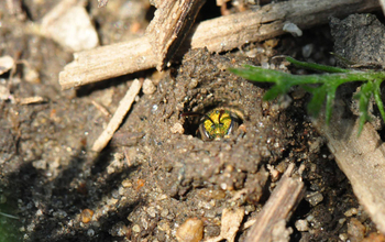Sweat bee peeps out from its underground home