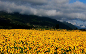 Field of sunflowers