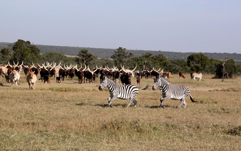 Ankole cattle and zebra share grazing land in Kenya