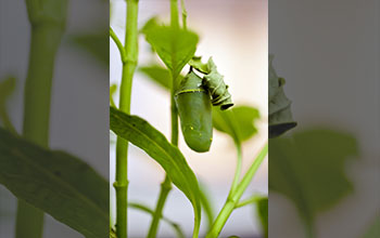 Monarch caterpillar undergoes metamorphosis within chrysalis