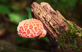 Rhodotus palmatus mushroom