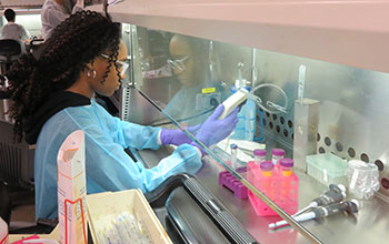 Students use aseptic techniques to manipulate mouse stem cells in culture