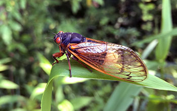 Periodical cicada infected with fungus