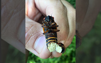 View of periodical cicada consumed by fungus