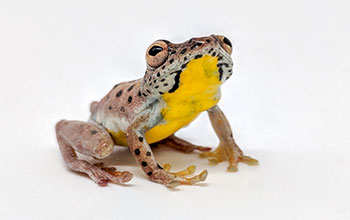 Female Hyperolius ocellatus frog