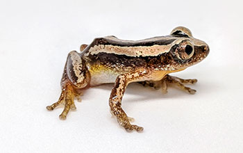 Lead-folding frog Afrixalus quadrivittatus