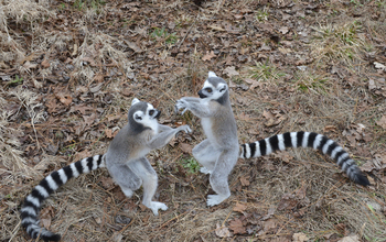 Ring-tailed lemur juveniles play-fighting