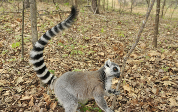 Ring-tailed lemur smelling scent-marked sapling
