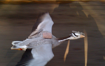 Bar-headed goose wearing respirometry mask and backpack