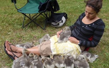 Imprinted gaggle of bar-headed geese