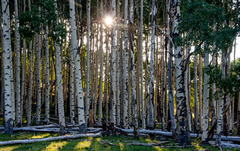 A stand of mature aspen trees