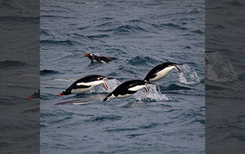 Porpoising gentoo and chinstrap penguins