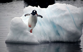 Gentoo penguin leaping off ice flow into Mikkelsen Harbor