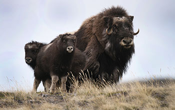 One-month-old muskox calves with an adult female