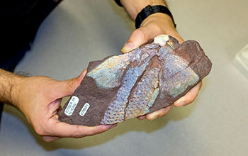 Fossil cast of fin from juvenile <em>Sauripterus taylori</em>