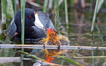 American coot parent and chick