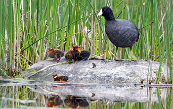 American coot family