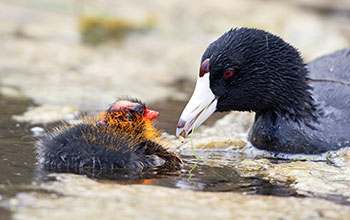 American coot parent feeding chick