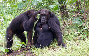Gaia the chimpanzee grooms with her mom Gremlin