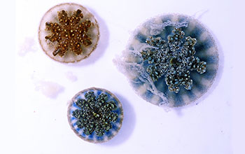 Three Cassiopea, or upside-down jellyfish