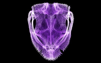Skull of <em>Diaglena spatulate</em>, a shovel-headed treefrog
