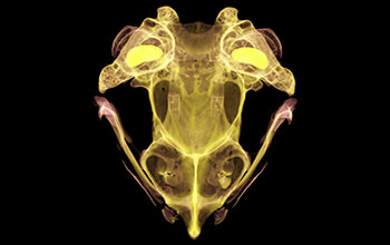 Guinea shovelnose frog (Hemisus guineensis) skull