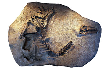 Cast of skeleton and skull of Allosaurus jimmadseni