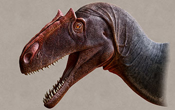 Illustration of Allosaurus jimmadseni