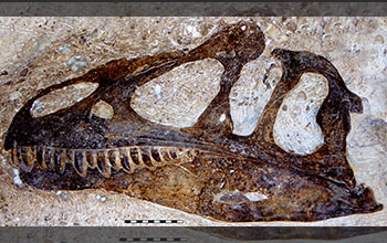 Skull of Allosaurus jimmadseni 'Big Al'