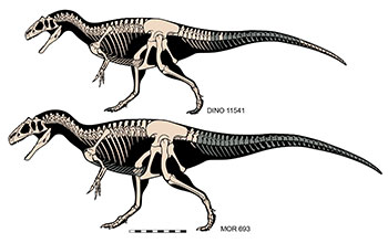 Skeletons of Allosaurus jimmadseni