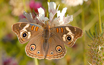 Buckeye butterfly (Junonia coenia)