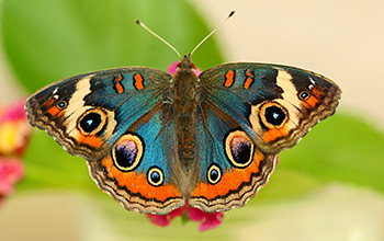 Buckeye butterfly with selectively bred blue coloring