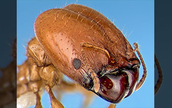 Giant head of a soldier ant