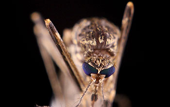 Optical image of a mosquito