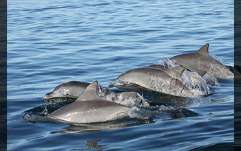 Group of Indo-Pacific bottlenose dolphins in Shark Bay, Western Australia