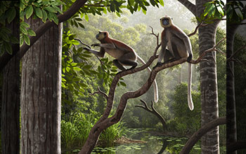 Colobine monkey Mesopithecus pentelicus in late Miocene tropical forest in China