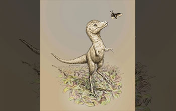 Artist's impression of juvenile tyrannosaur